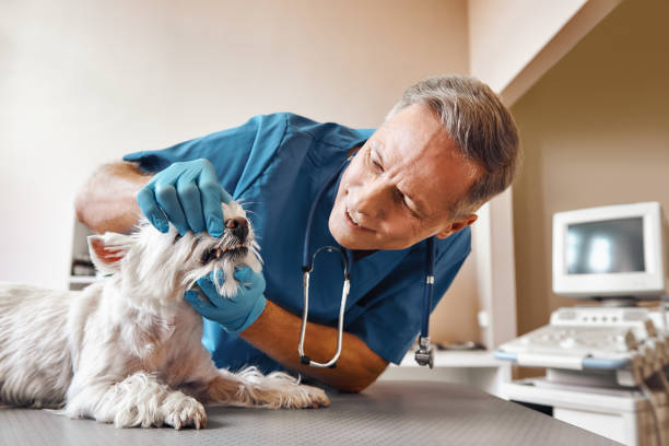 Best Broken or Cracked Tooth Emergency Dentist in Shenandoah, PA